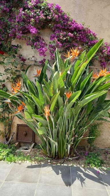 Appartement En Rez De Jardin Et Terrasse Ds Villa Hyères Zewnętrze zdjęcie